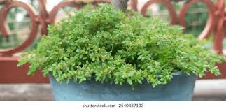 Image result for Pilea microphylla