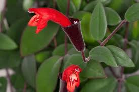 Maybe you would like to learn more about one of these? Indoor Flowers For Beginners 12 Easy Care Beauties Jay Scotts Collection