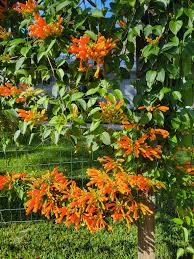 Image result for Pyrostegia