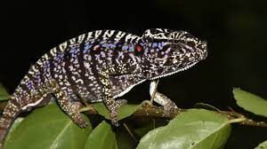 Species Thought To Be Extinct Found Alive Decades Later Kidsnews