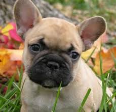 See more of missouri english and french bulldog puppies on facebook. 4 Best French Bulldog Breeders In Missouri 2021 Smiling Bulldogs