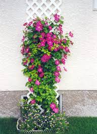 Image result for Clematis villosa