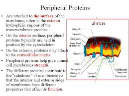 Maybe you would like to learn more about one of these? Plasma Membrane Cell Membrane Systems Organs Tissues Cell