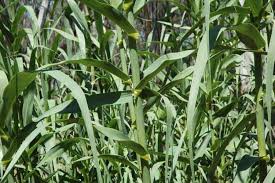 Image result for Arundo donax