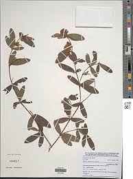 Image result for Eriosema laurentii