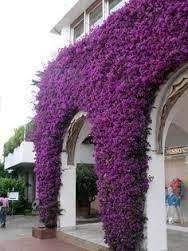 Purple Bougainvillea Bougainvillea Brasiliensis Vine Type Bougainvillea Purple Flowers Plants