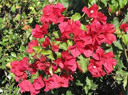 Image result for Bougainvillea