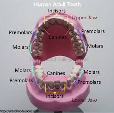 human tooth structure for kids types of teeth structure