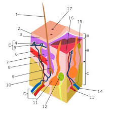 Of absorbing and reflected uv rays. Biology For Kids The Skin