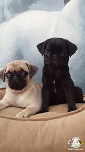 Pug Yavrularimiz Pug Yavrularimiz Kopek Kopekseverler Kopeksahiplendirme Kopekyavrusu Evcilhayvan Evcilhayvanurunleri Mascotas Perros Perritos Tiernos