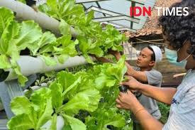 Maybe you would like to learn more about one of these? Tanam Sayuran Hidroponik Inspirasi Millennial Saat Pandemik