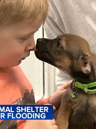 A north suburban animal shelter celebrated its reopening seven months after  a devastating flood displaced more than 100 dogs and cats, many of whom  nearly lost their lives. #news #wheeling ...