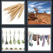 4 fotos 1 palabra es un juego creado por lotum gmbh, que se trata de resolver rompecabezas donde se muestran 4 imágenes distintas que tienen una palabra en común. 4 Fotos 1 Palabra Espigas De Trigo 4fotos 1palabra Com