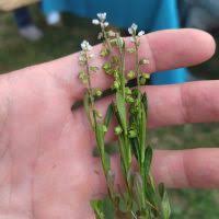 Image result for Polygala usafuensis