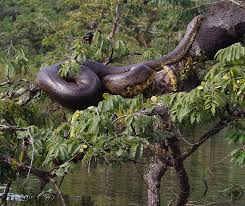 Beauty of nature ends up the thirst of eyes it always gives our eyes and spirit calmness so read these amazing beauty of nature. Freshwater Biodiversity Wwf