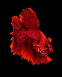 Red Dragon Capture The Moving Moment Of Red Siamese Fighting Fish Isolated On Betta Fish Betta Fish Tank Betta Fish Types