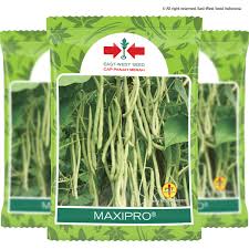 Jika keluarga anda menyukai rasa sayuran musim panas ini, anda dapat mengawetkan kacang buncis dengan cara membekukannya untuk digunakan di kemudian hari. Maxipro