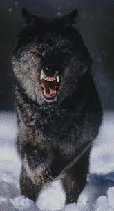 protect your family and yourself those who stand together are stronger than the one who hunts alone wolf dog angry wolf black wolf