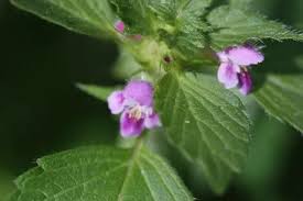 En europe de l'ouest, les espèces les plus courantes sont la grande ortie (urtica dioica, 50 cm à 1 mètre, vivace). Comment Identifier Les Differentes Orties Avec Images