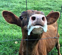 Yours, being a cross with angus, should have a lot more muscle and a lot earlier muscle development. Bottle Calves 5 Survival Tips Manna Pro