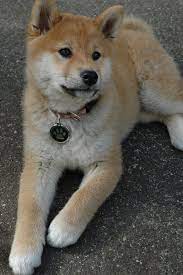 Suki Little Shiba Puppy Shiba Inu Dog Akita Dog