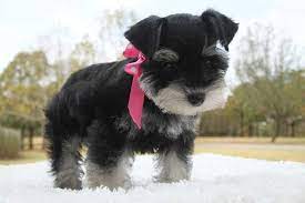 Toy Miniature Schnauzers Toy Teacup And Miniature Schnauzer Puppies For Sale Oklahoma Miniatureschna Schnauzer Puppy Teacup Schnauzer Miniature Schnauzer