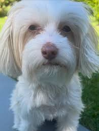 Image result for tbn:FViwq3jp39EDyM::www.alsowar.com/Upload/Molly/7625200870454.jpg