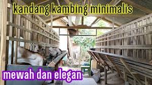 Maybe you would like to learn more about one of these? Kandang Kambing Super Kokoh Untuk Breeding Dan Pengemukan Nghenhachay Net