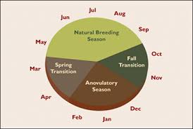 Understanding Seasonal Cycles In Mares Horse Health Simplified