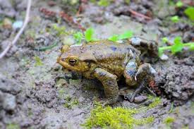 I know that if there are frogs and toads in the local area, there is a much lower chance of me ending up with a ticket at the end of the day. What Do Toads Eat A Toad S Diet Toad Tadpoles And Adults
