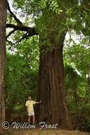 Image result for Diospyros inhacaensis