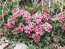 Image result for Synandrodaphne