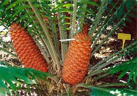 Image result for Encephalartos gratus