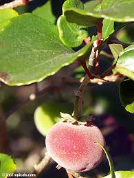 Image result for Dovyalis abyssinica