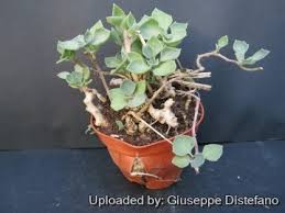 Image result for Senecio speciosus