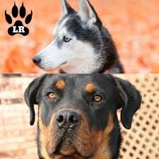 The husky rottweiler mix is a delightful combination, and you can expect this dog to be loving, affectionate rottweiler husky mix is not in a group of hypoallergenic dogs like both its parents. The Rottweiler Husky Mix Aka The Rottsky Labrottie Com