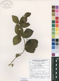 Image result for Fadogia ancylantha