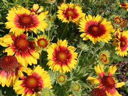Gaillardia Aristata Common Blanket Flower World Of Flowering Plants