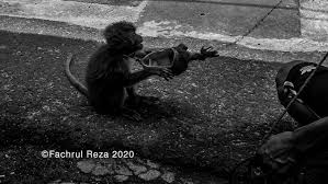 Follow the same steps and use the newly formed regulation in jakarta to convince your local government why topeng monyet should be banned. Topeng Monyet Traditional Art Street Attraction Hive