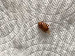 Image result for Buchnera cryptocephala