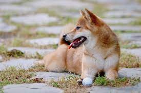 Pin On Pets In Peace