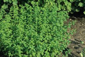 Image result for Origanum