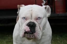 Adopt french bulldogs in california. Adopt Bono Blue Eyes On Petfinder English Bulldog Dog English Bulldog Olde English Bulldogge