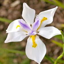 Image result for Moraea niassensis