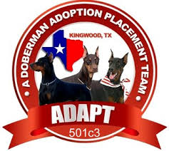 Doberman puppies for adoption texas. Lone Star Doberman Rescue Tx Home Facebook