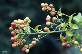 Image result for Hugonia elliptica