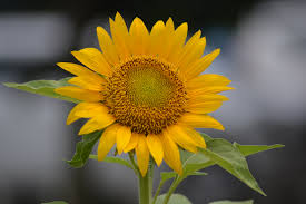 Rekor buket bunga terlama dalam vas adalah buket bunga krisan. Mengenal Tanaman Bunga Matahari Helianthus Annuus Linnaeus Planter And Forester