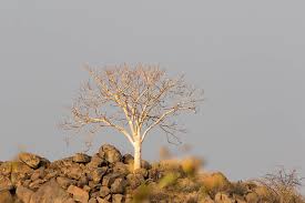 Image result for Sterculia quinqueloba