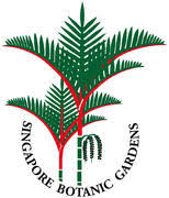 Image result for Lepistemon