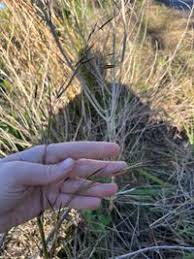 Image result for Hyparrhenia anthistirioides